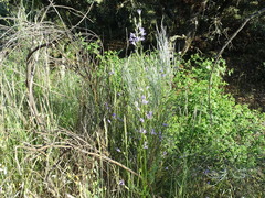 Campanula rapunculus