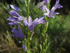 Campanula rapunculus