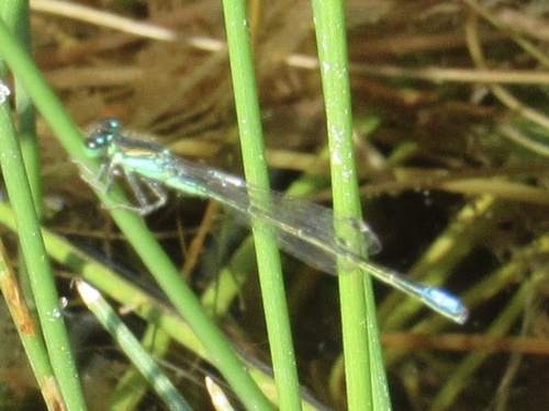Black-fronted Forktail photo 5