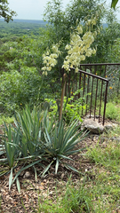 Yucca pallida