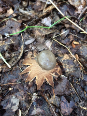 Myriostoma coliforme