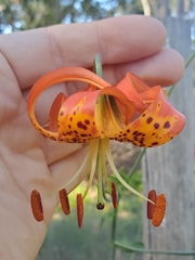 Lilium pardalinum pitkinense