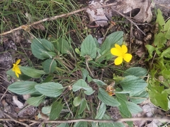 Viola praemorsa