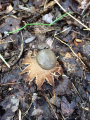 Myriostoma coliforme