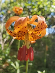 Lilium pardalinum pitkinense