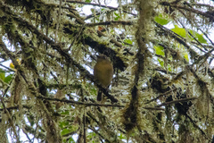 Chlorothraupis stolzmanni