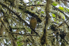 Chlorothraupis stolzmanni