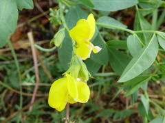 Sophoreae