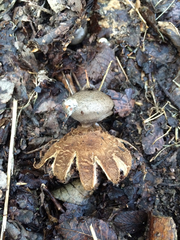 Myriostoma coliforme