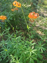 Lilium pardalinum pitkinense