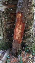 Erethizontidae