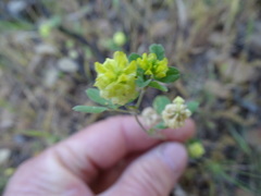 Trifolium campestre
