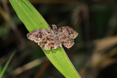 Gorgythion begga begga