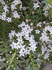 Myoporum parvifolium