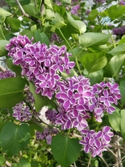 Syringa meyeri