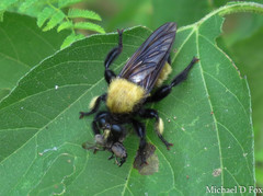Laphria macquarti