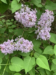 Syringa meyeri
