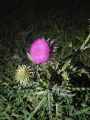 Carduus nutans