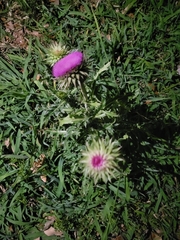Carduus nutans