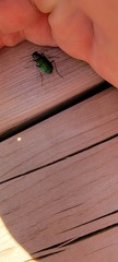 Cicindela denikei