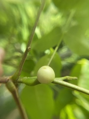 Phylloxera caryaecaulis