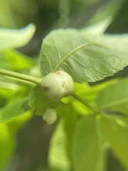 Phylloxera caryaecaulis