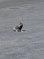 Columba livia domestica