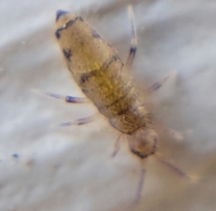 Willowsia nigromaculata