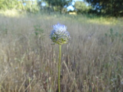 Jasione montana