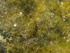 Stylocheilus polyomma