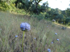 Jasione montana