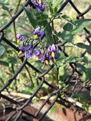 Solanum dulcamara