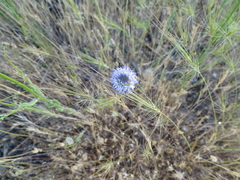 Jasione montana