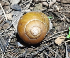 Xanthomelon pachystylum