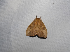 Pseudautomeris subcoronis