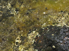 Stylocheilus polyomma