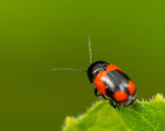 Cryptocephalus notatus