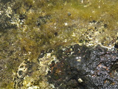 Stylocheilus polyomma