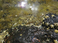 Stylocheilus polyomma