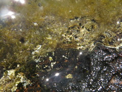 Stylocheilus polyomma