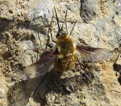 Bombylius mexicanus