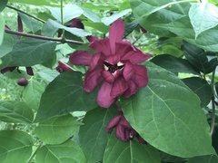 Calycanthus