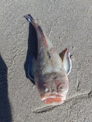 Astroscopus y-graecum