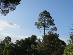 Pinus pinaster