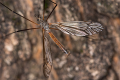 Tipula hortorum