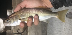 Genyonemus lineatus