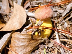 Boletus auripes
