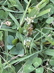 Apis mellifera