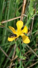 Hypericum denticulatum