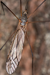 Tipula hortorum